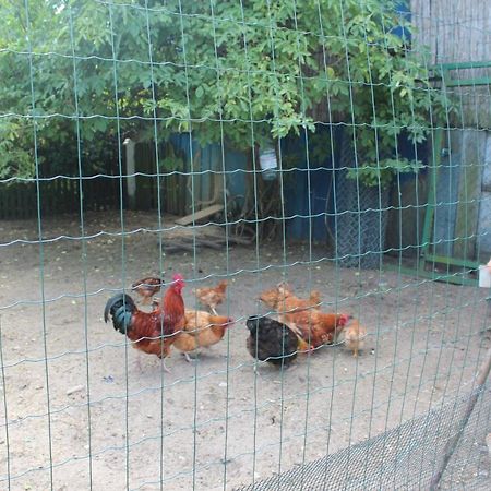 Agroturystyka Kociewiak Szteklin Exteriör bild